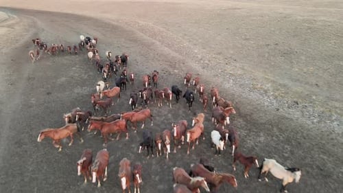 Wild Horses Herd Grazing on Rural Plains