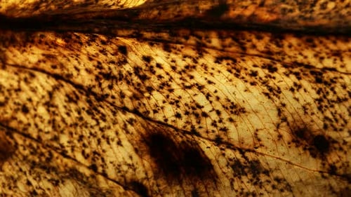 Dry Leaf