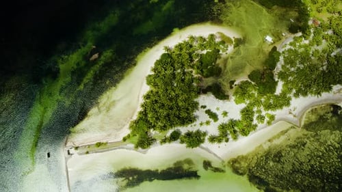 Tropical Beach with Palm Trees. Aerial View