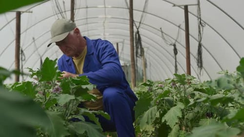 Mature man working on farm