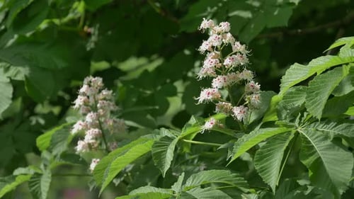 Weiße Kastanienblüten vor dem Hintergrund üppiger grüner Blätter