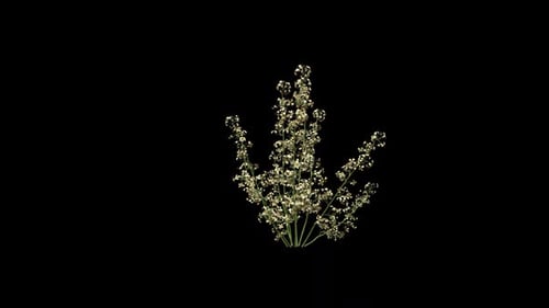 Animated Plant Growth with Blooming Flowers