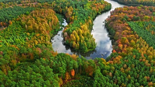 Stunning river and forest in autumn. Aerial view of wildlife.