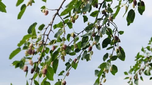 Morera que cuelga de las ramas de los árboles contra el cielo