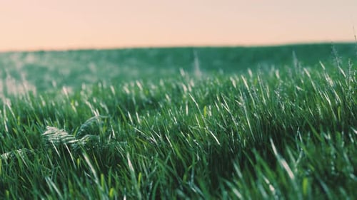 Grünes frisches Gras als schöner Hintergrund