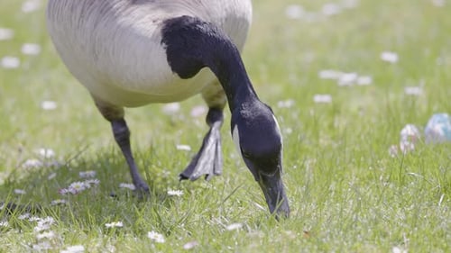 Goose Eating Green Grass on a Field