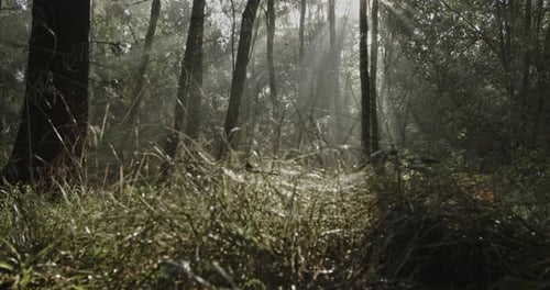 Panning on dewy forest in the morning light