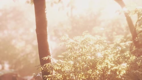 Belle clairière de la forêt verte à la lumière du soleil