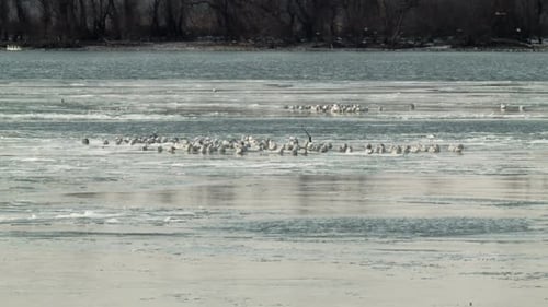 Seagulls 9