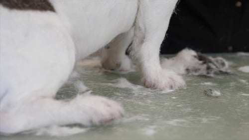 Pet Grooming Concept. Dog Getting A Haircut.