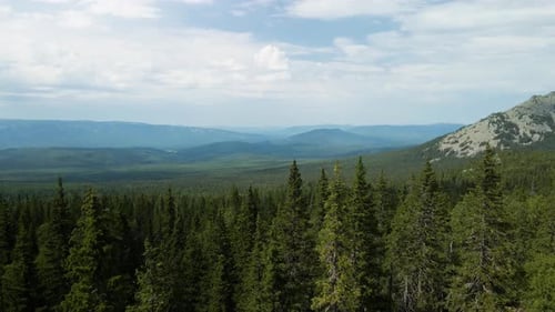 Belas árvores coníferas e panorama das montanhas
