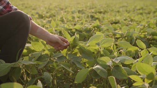 Slow Motion of Man's Hand That Touches Green Leaves