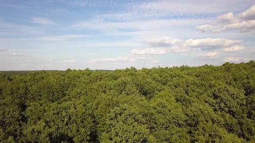 Top Down Aerial View of Green Summer Forest with Many Fresh Trees