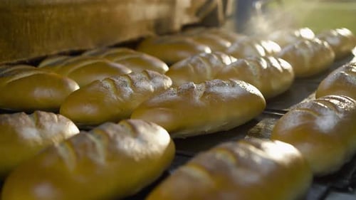 Close View of Fresh Wheat Loaves on Production Black Trays in a Bread Factory