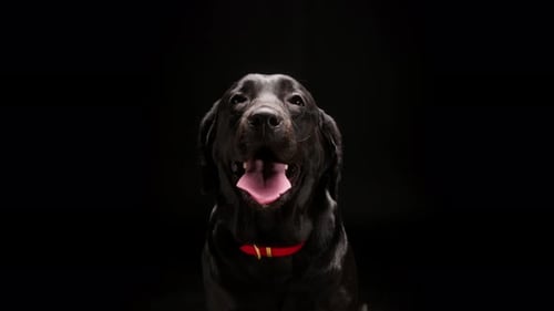 Labrador noir portant un collier rouge sur fond noir gros plan du chien Dark Retriever avec la bouche ouverte