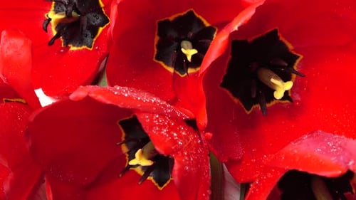 Close Up of Red Tulips with Dew Drops