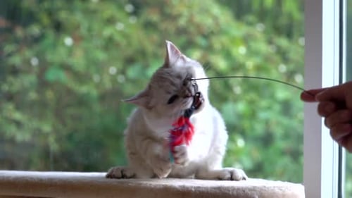 Cute Scottish Kitten Playing Toy On Cat Tower