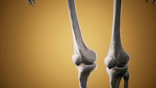 Full Human Skeleton Standing