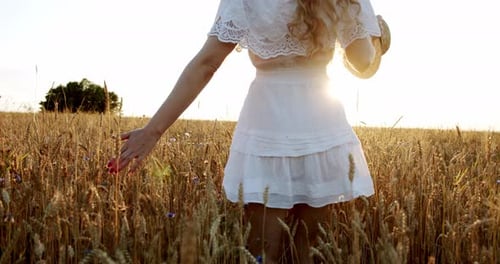 A Woman Happily Walking Through a Field Touching with Hand Wheat Ears and Sunlight in Wheat Field