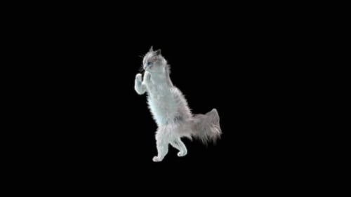 Katze HD