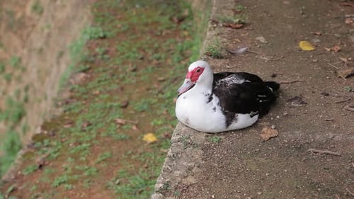 Duck Sitting on Ledge Outdoors