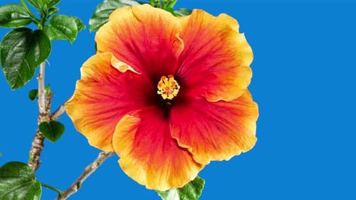 Yellow Red Hibiscus Open Big Flower in Time Lapse. Blooming Orange Plant Blossoms