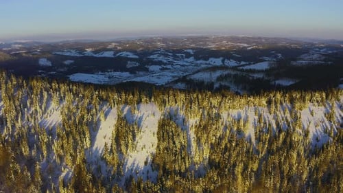 High Snowy Mountain Covered with Evergreen Fir Trees on a Sunny Cold Day