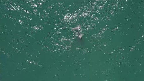 Vista aérea de ballenas jorobadas.