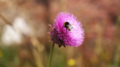 Bee Pollinates Pink Flower