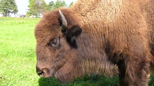 buffalo mira a la cámara 4k