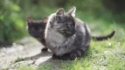 A Cute Gray Kitten Sits on the Green Grass and Looks Into the Camera