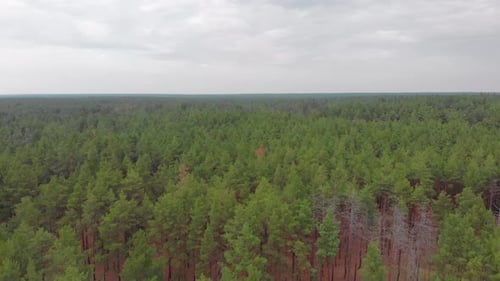 Aerial View of Extensive Green Forest Landscape