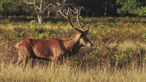 Zeitlupe eines männlichen Rothirsches (Cervus elaphus) während der Hirschbrunst, britische Tierwelt im Richmond Park