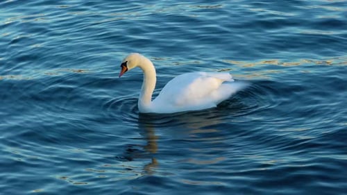 Elegant Swan Swimming on Rippling Blue Water