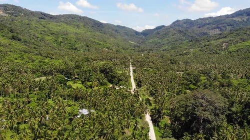 Camino a través de la plantación de coco Camino que atraviesa cocoteros en un día soleado en la isla de Koh Samui
