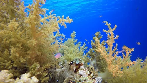 Tropical Blue Water with Broccoli Soft Coral