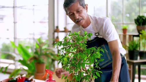 Adult Waters Bonsai Tree in Sunny Indoor Garden
