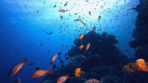 Reef Underwater Coral Garden