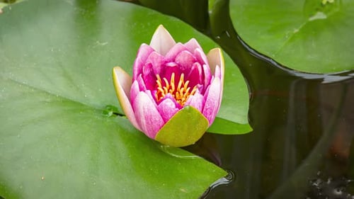Water Lily Blooming Time Lapse