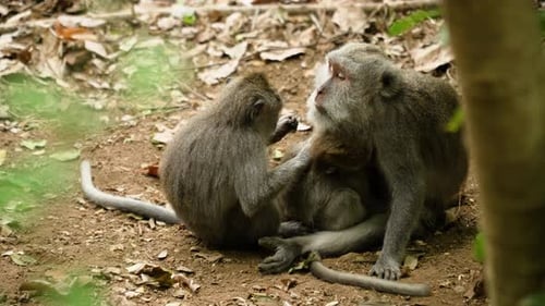 Monkeys Forest Bali