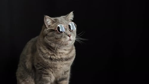 Stylish Gray Tabby Cat Wearing Sunglasses