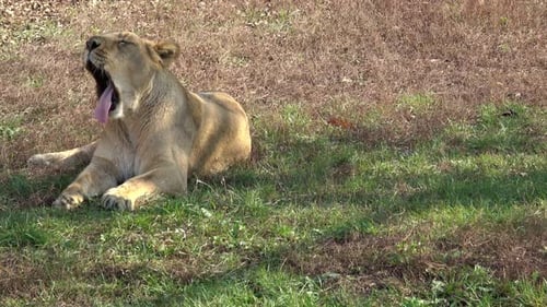 Löwin gähnt, während sie sich im Gras ausruht
