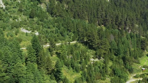 Vuelo sobre un bosque de pinos