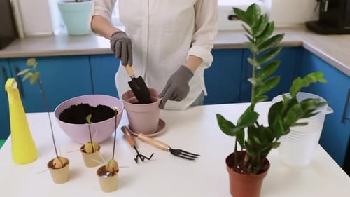 A Cute Girl Transplants a Plant at Home in Garden Gloves
