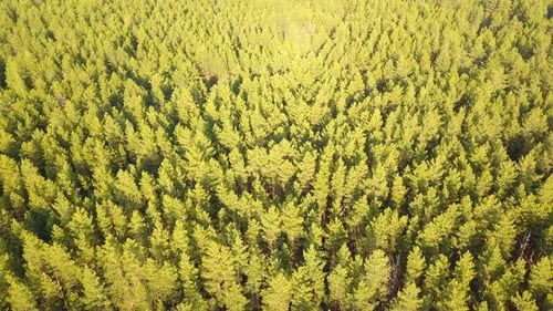 Green Forest