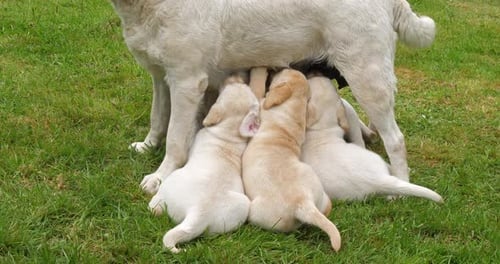 Yellow Labrador Retriever Bitch That Feeds Puppies, Normandy in France, Slow Motion 4K