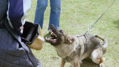 Trainer training a shepherd dog in the field
