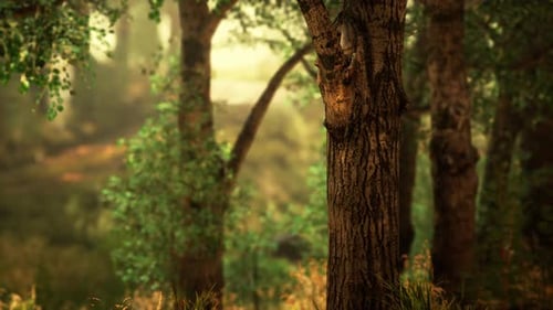 Panoramic View of the Majestic Evergreen Forest in a Morning Fog