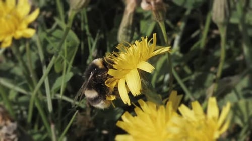 Bumblebee Pollination