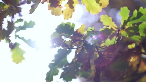 Sunlight Streaming Through Tree Branches and Leaves